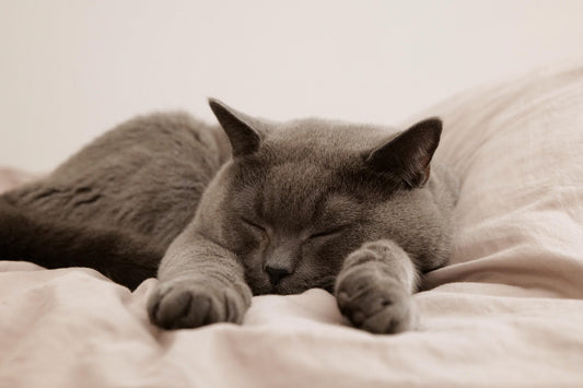 眠りたいのに眠れない「不眠症」の原因と改善のヒント